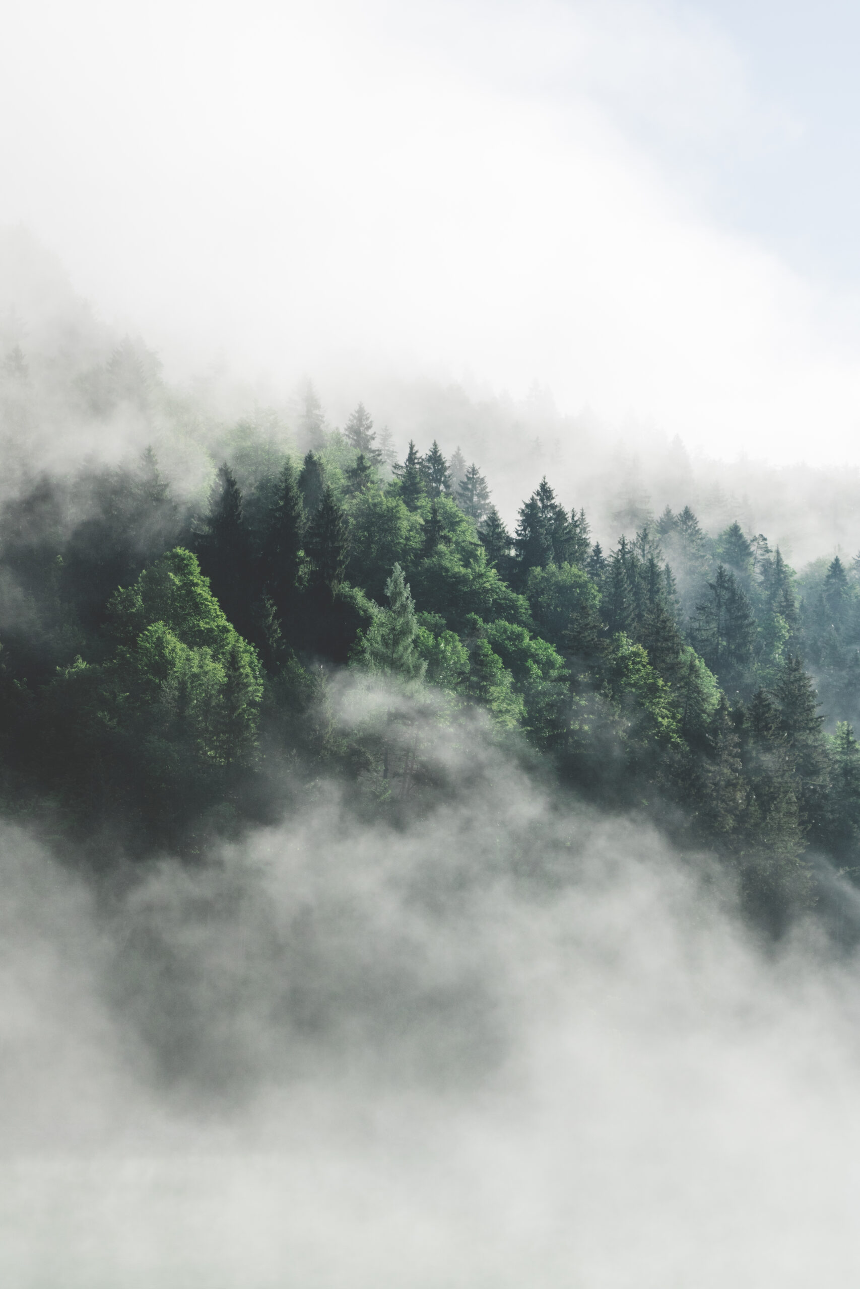 A wonderful, magical interplay of low-hanging fog, a mountain lake and a beautiful, green forest.